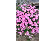 IMG 20171119 135354 HDR.jpg