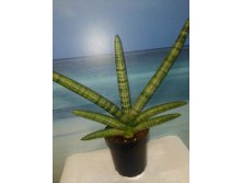   (Sansevieria Bonsel),  .