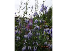 120,     (Aconitum cammarum Bicolor)