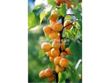 Абрикос "Алеша" Хит продаж  290р
