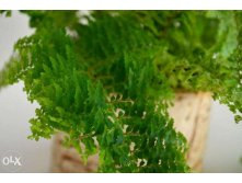   (Nephrolepis exaltata Vitale)- 350 - 400 .