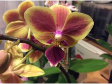 Phalaenopsis "Colombia Chester wit."  Phal. Sogo Yellowtris 'Be Fortune'