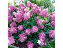 Hydrangea paniculata Sunday Fraise.jpg