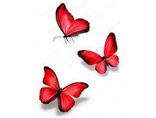 Depositphotos 40920515-stock-photo-three-red-butterfly.jpg