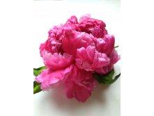   CRAZY Fuchsia    