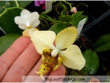 Phal stuartiana v nobilis.jpg