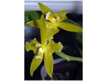 Phalaenopsis-cornu-cervi-flava-Unique-DSC 0475.jpg