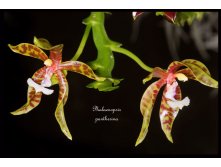 Phalaenopsis-pantherina11.jpg