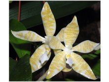 P.hieroglyphica flava 4.jpg