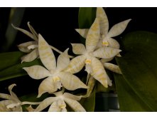 P.hieroglyphica flava 3.jpg