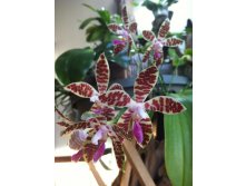 P.sumatrana.JPG