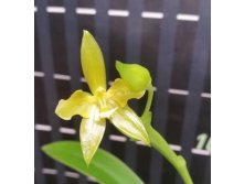P.cornu-cervi alba(variation).jpg