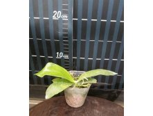 P.javanica'Miki' self 5.jpg