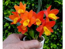 Pot.Chian-Tzy Goldenorange'Golden Boy' &#40643;&#37329;&#30007;&#23401;&#65288;MC-CTA546&#65289;.jpg