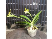 P.cornu-cervi alba(variation) 2.jpg