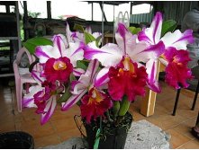 Blc.Ann Cleo(MC).jpg