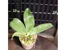 P.bellina(MC) 2.jpg