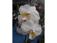 P.philippinense.jpg
