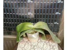 P.gigantea 3.jpg