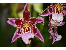  ( Odontoglossum