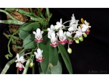P.parishii.jpg