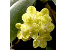 Phalaenopsis-gigantea-var-alba-ta-wei-foto-4769.jpg