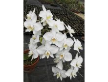 P.amabilis'Tai Wu'3.jpg