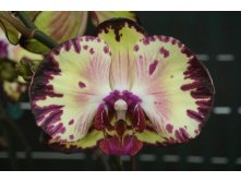 Dtps.Miki Crown (= Dtps.Miki Galaxy'69' &#215; Dtps.Fuller&#8217;s Sunset).jpg