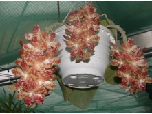 P.gigantea 2.jpg