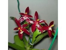P.cormu-cervi red.jpg