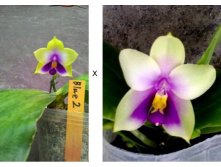 P.bellina &#215; sib.jpg