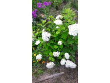 20170809 122832.jpg
