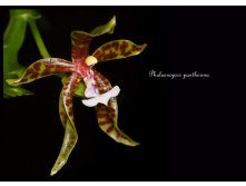 Phalaenopsis-pantherina12.jpg