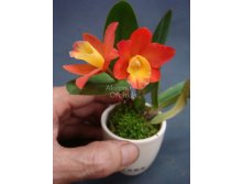 Rhyncholaeliocattleya Chian-Tzy Goldenorange Golden Boy-640x640.jpg