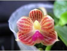 P.javanica'Miki' self 2.jpg
