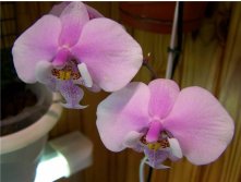 P.schilleriana'TKB'.jpg