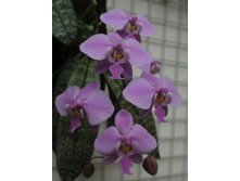 P.schilleriana'TKB' 45.JPG