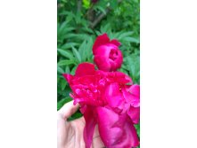 IMG 20170702 174728.jpg