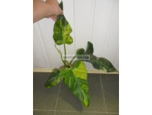 Philodendron-domesticum-variegated-.jpg