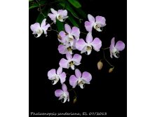 E4e8a491505f83c2d7d74d083e7239dc--phalaenopsis-orchids.jpg