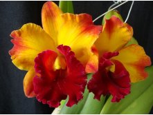 Blc. Liu's Joyance 'Panther'.jpg
