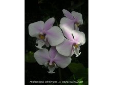P.schilleriana'MSH'(MC) 2.jpg