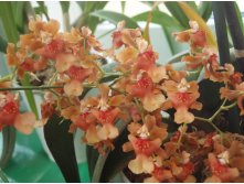   ( Oncidium Twinkle)  