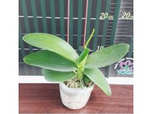 P.amabilis'Tai Wu'2.jpg