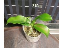 P.deliciosa 2.jpg