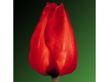 Лалибела