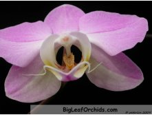 Phal sanderiana Joy lip.JPG