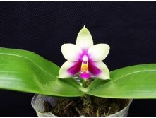 P.bellina.jpg
