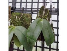 P.gigantea 4.jpg