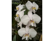 P.philippinense2.jpg